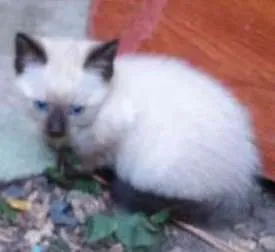 Gato ra a SRD idade 2 a 6 meses nome Sem nome