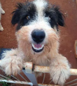 Cachorro raça Vira lata idade 1 ano nome Godolfie
