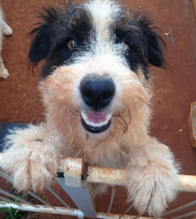 Cachorro ra a Vira lata idade 1 ano nome Godolfie