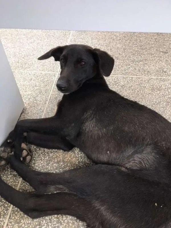 Cachorro ra a vira lata idade 7 a 11 meses nome pretinha e Leão