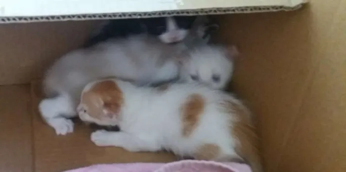 Gato raça  idade Abaixo de 2 meses nome Sem nomes