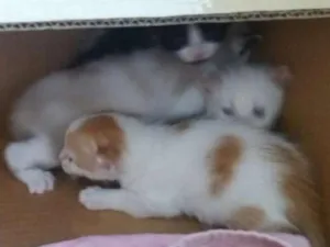 Gato raça  idade Abaixo de 2 meses nome Sem nomes