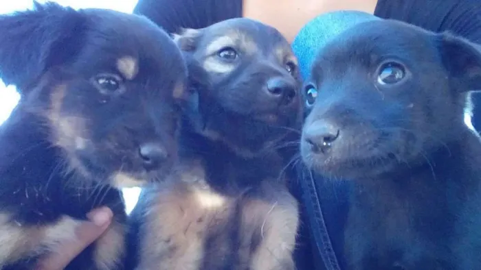 Cachorro ra a vira-lata idade Abaixo de 2 meses nome sem nome