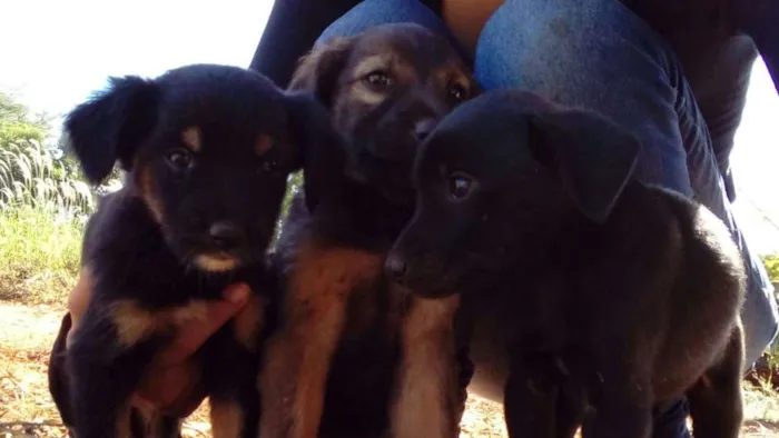 Cachorro ra a vira-lata idade Abaixo de 2 meses nome sem nome
