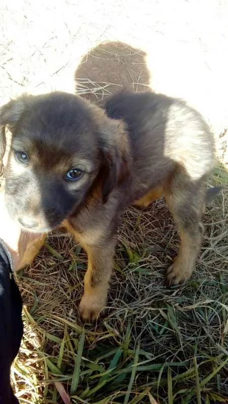 Cachorro ra a vira-lata idade Abaixo de 2 meses nome sem nome