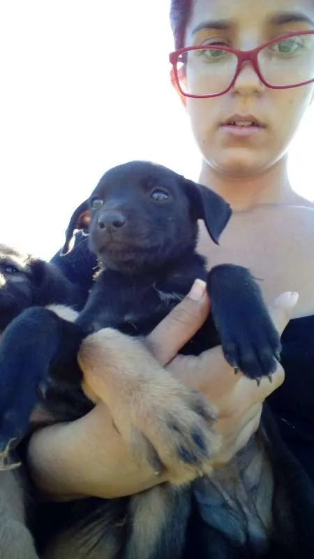 Cachorro ra a vira-lata idade Abaixo de 2 meses nome sem nome