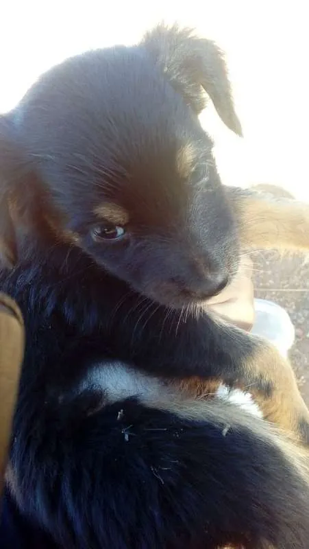 Cachorro ra a vira-lata idade Abaixo de 2 meses nome sem nome
