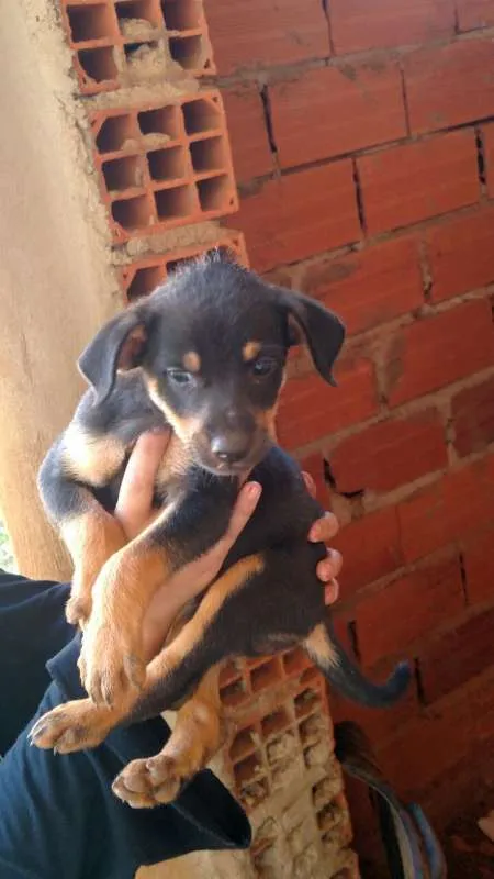 Cachorro ra a vira-lata idade Abaixo de 2 meses nome sem nome