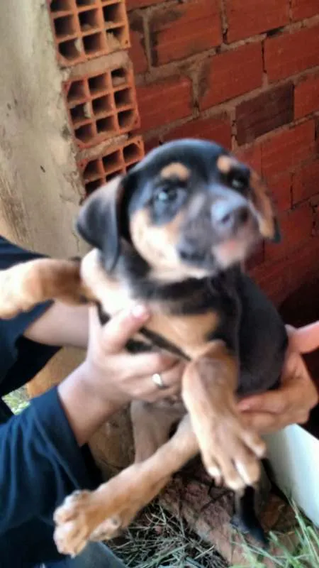 Cachorro ra a vira-lata idade Abaixo de 2 meses nome sem nome