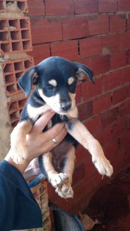 Cachorro ra a vira-lata idade Abaixo de 2 meses nome sem nome