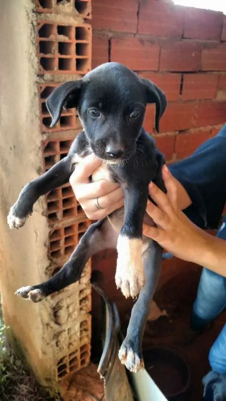 Cachorro ra a vira-lata idade Abaixo de 2 meses nome sem nome