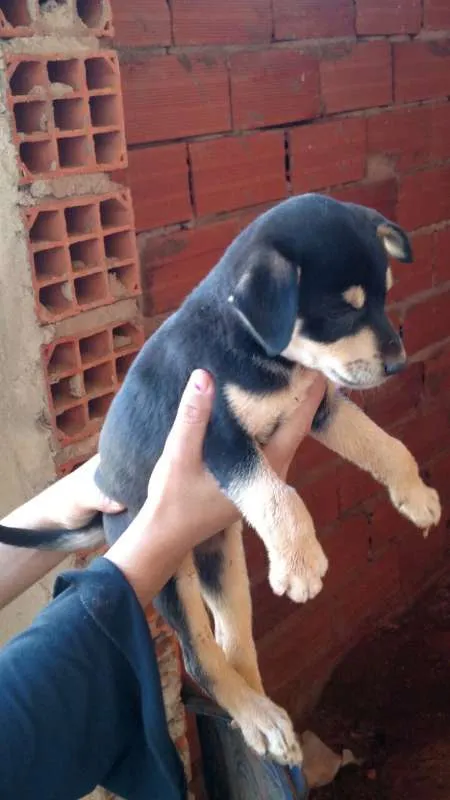 Cachorro ra a vira-lata idade Abaixo de 2 meses nome sem nome