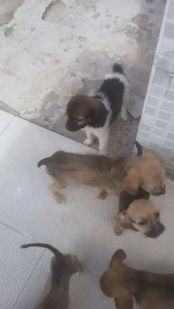 Cachorro raça Vira lata idade 2 a 6 meses nome Sem nomes