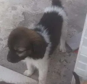 Cachorro raça Vira lata idade 2 a 6 meses nome Sem nomes