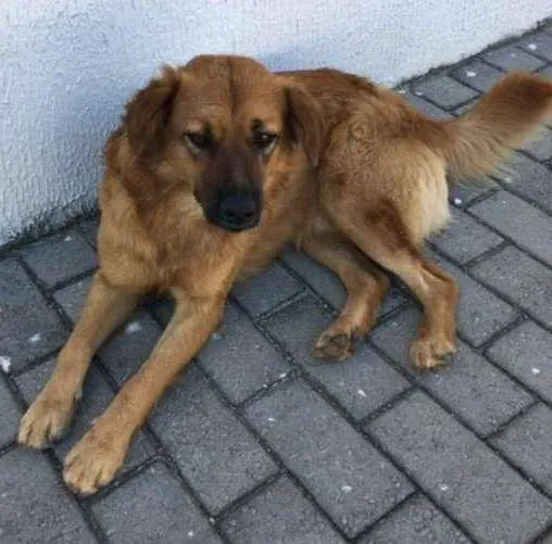 Cachorro ra a vira lata idade 7 a 11 meses nome pretinha e Leão