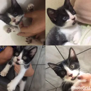 Gato raça  idade Abaixo de 2 meses nome gatinhos