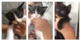 gatinhos