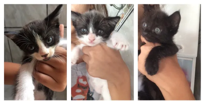 Gato ra a  idade Abaixo de 2 meses nome gatinhos