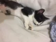 gatinhos