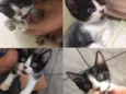 gatinhos