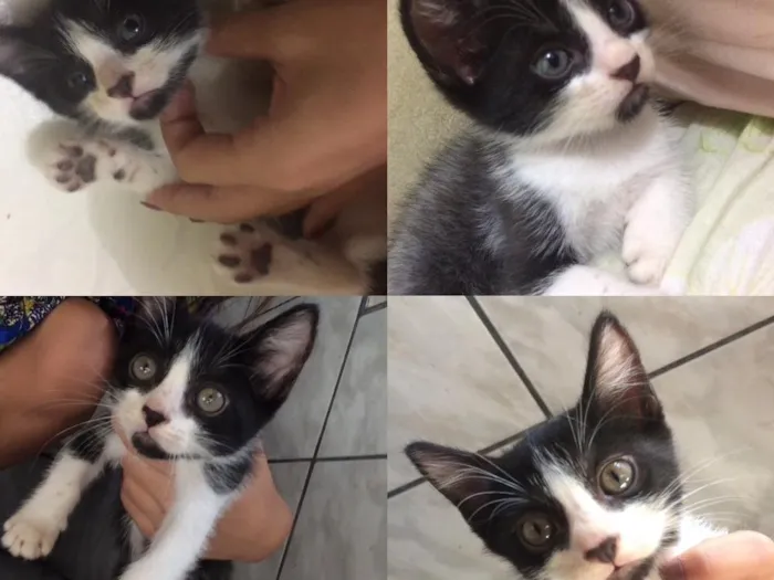 Gato ra a  idade Abaixo de 2 meses nome gatinhos