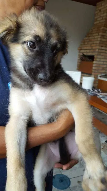 Cachorro ra a  idade 2 a 6 meses nome Betina