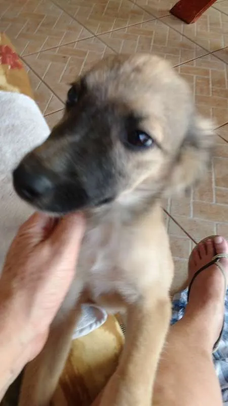 Cachorro ra a srd idade 7 a 11 meses nome LILI
