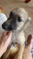 LILI