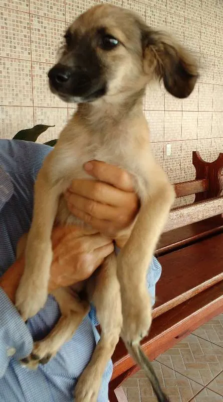 Cachorro ra a srd idade 7 a 11 meses nome LILI