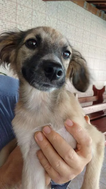 Cachorro ra a srd idade 7 a 11 meses nome LILI