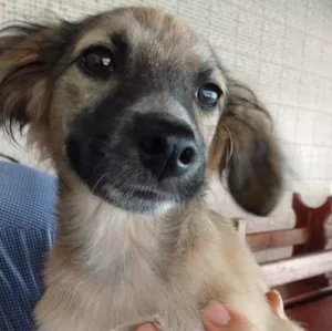 Cachorro raça srd idade 7 a 11 meses nome LILI