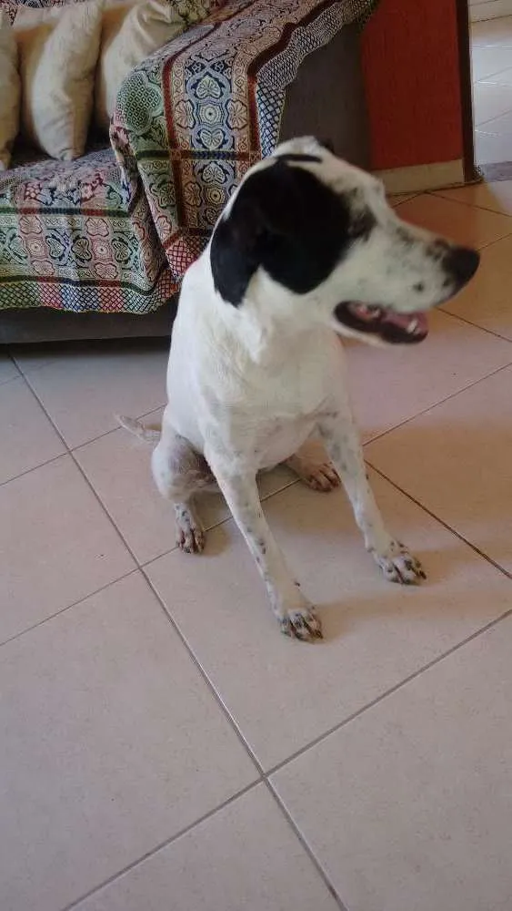 Cachorro ra a SRD idade 7 a 11 meses nome Branquinha