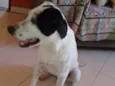 Branquinha