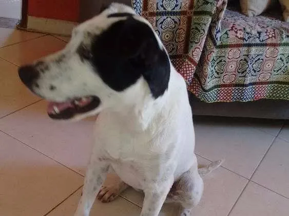 Cachorro ra a SRD idade 7 a 11 meses nome Branquinha