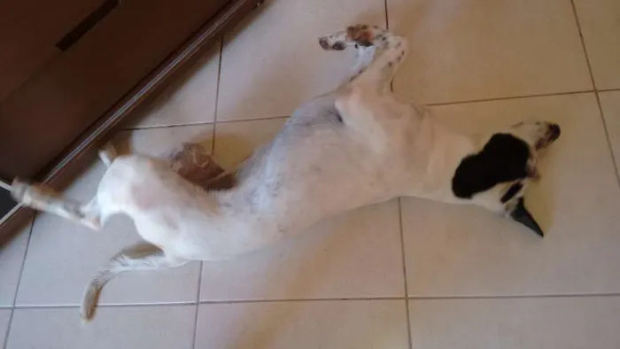 Cachorro ra a SRD idade 7 a 11 meses nome Branquinha