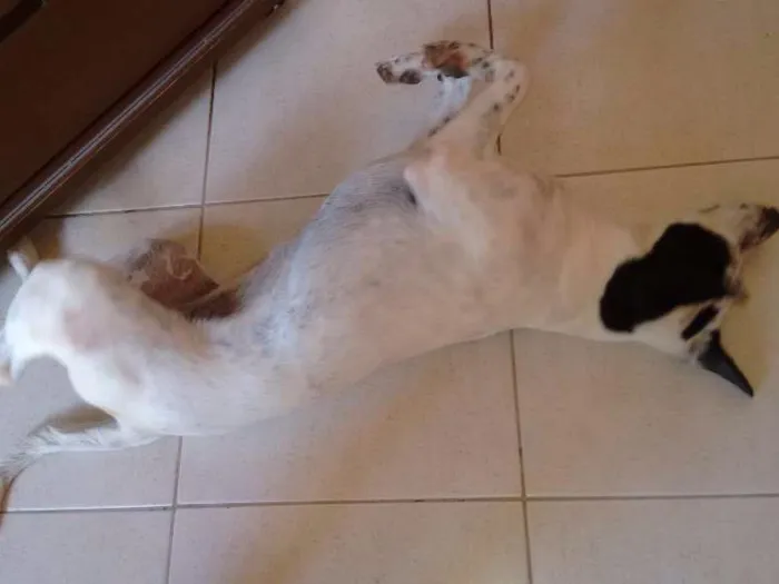Cachorro ra a SRD idade 7 a 11 meses nome Branquinha