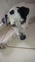Branquinha