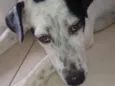 Branquinha