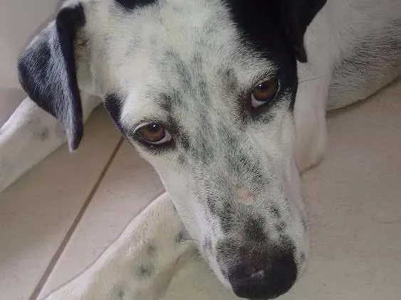 Cachorro ra a SRD idade 7 a 11 meses nome Branquinha