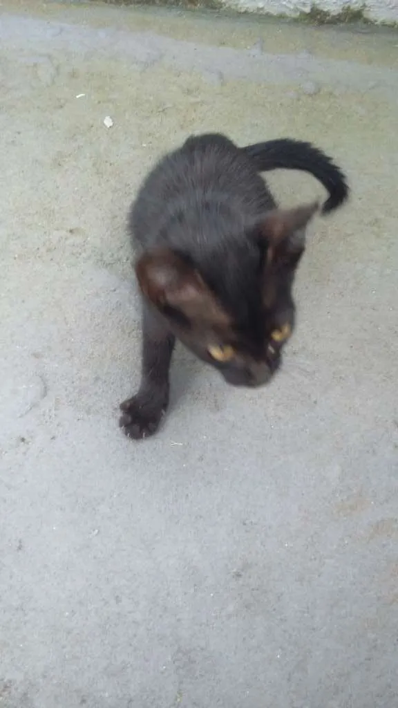 Gato ra a viralatinha idade Abaixo de 2 meses nome BATMAN