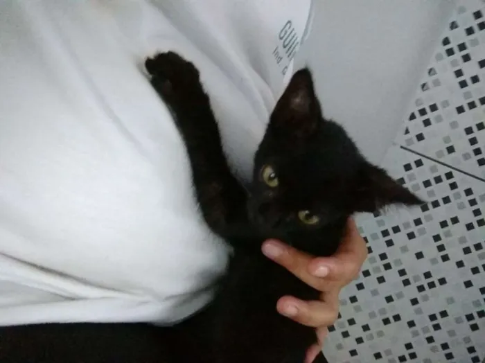 Gato ra a viralatinha idade Abaixo de 2 meses nome BATMAN