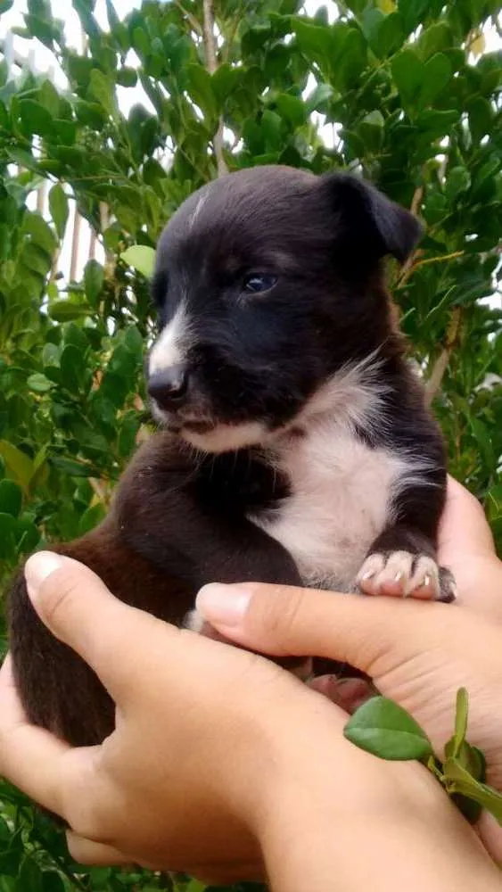 Cachorro ra a Sem raça definida idade Abaixo de 2 meses nome Filhote
