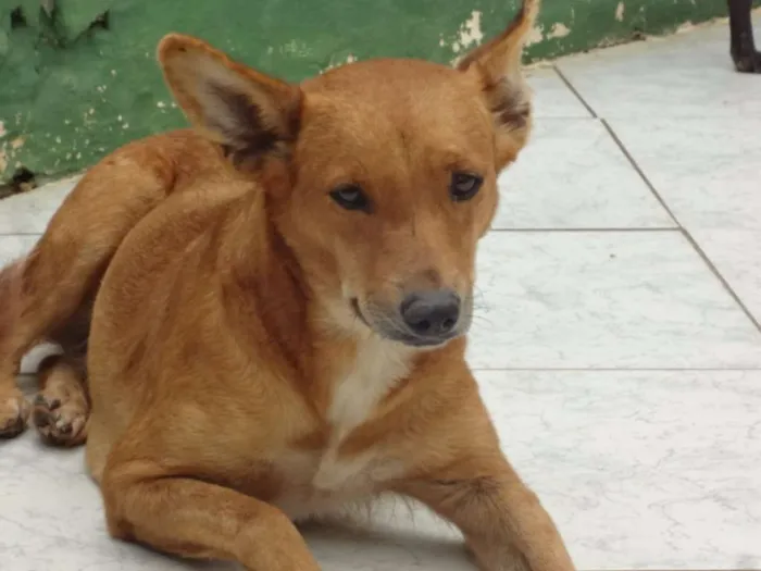 Cachorro ra a SRD idade 3 anos nome AMELIA