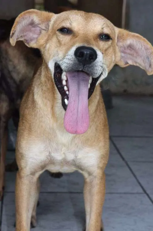 Cachorro ra a SRD idade  nome PIERRY