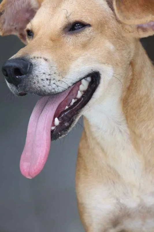 Cachorro ra a SRD idade  nome PIERRY