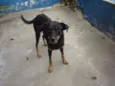 FALCÃO