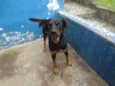 FALCÃO