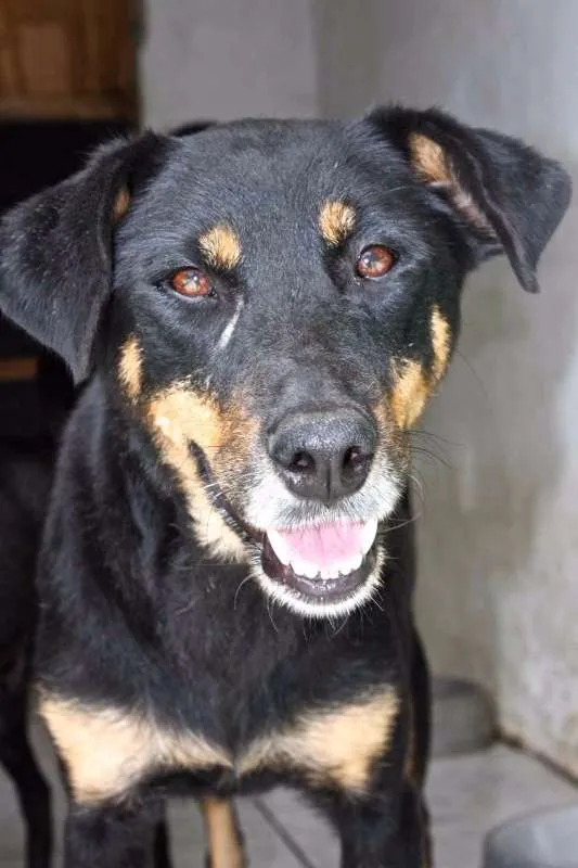 Cachorro ra a SRD idade 3 anos nome DIANA