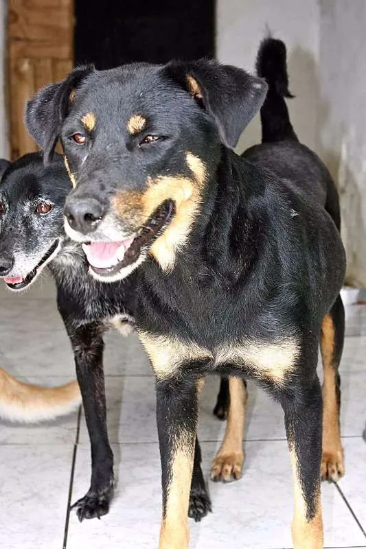 Cachorro ra a SRD idade 3 anos nome DIANA
