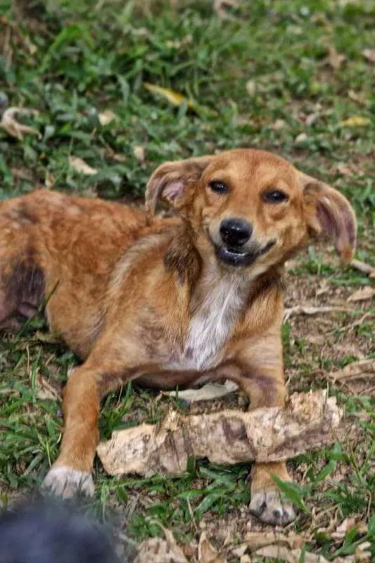 Cachorro ra a SRD idade 2 anos nome LILA